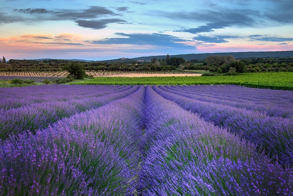France-Provence-Salt-lavender field in full bloom art print by Steve Mohlenkamp for $57.95 CAD